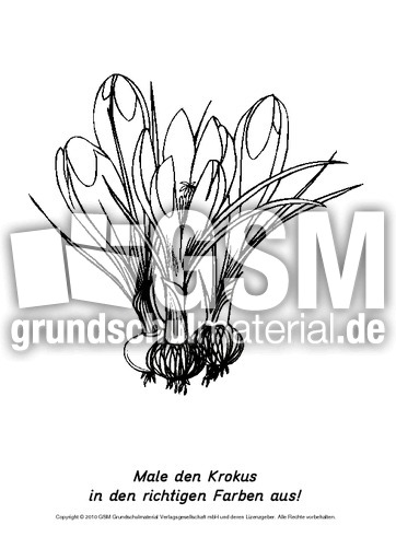 Frühlingsblüher-Ausmalbilder 7.pdf